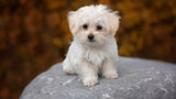 Dog Lovers collection