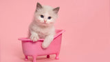 Cat Lovers collection